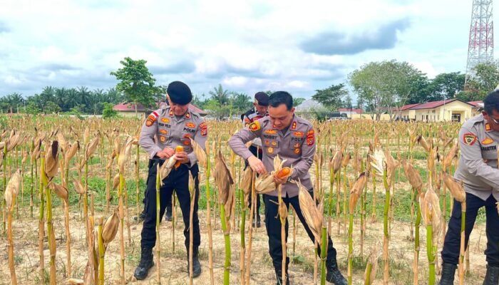 Kapolres Aceh Tamiang Panen Jagung di Lahan Binaan Polres, Dukung Swasembada Pangan 2026