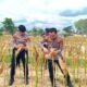 Kapolres Aceh Tamiang Panen Jagung di Lahan Binaan Polres, Dukung Swasembada Pangan 2026