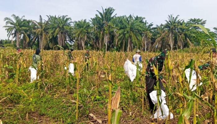 Anggota Kodim 0117/Aceh Tamiang Panen Jagung di Kompi Produksi, Perkuat Ketahanan Pangan