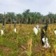 Anggota Kodim 0117/Aceh Tamiang Panen Jagung di Kompi Produksi, Perkuat Ketahanan Pangan
