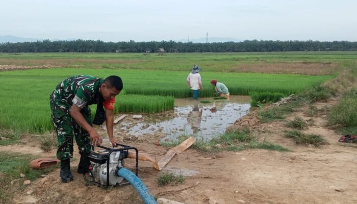Babinsa Bantu Petani Aliri Sawah dengan Mesin Pompa Air, Dukung Ketahanan Pangan