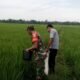 Babinsa Koramil 03/Seruway Bantu Petani Melaksanakan Pemupukan Tanaman Padi
