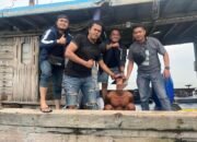 Pengejaran Lintas Wilayah Berbuah Hasil: Polres Aceh Tamiang Tangkap DPO Kasus Penganiayaan yang Menewaskan Korban